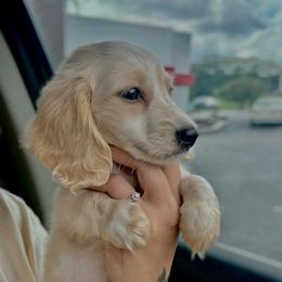Buck - Cream male Dachshund puppy in Augusta, Georgia from Cherokee Hill Dachshunds