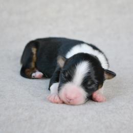 Cowboy - Black tri-color male Australian Shepherd puppy in Aberdeen, North Carolina from Huckleberry Hill Aussies LLC.
