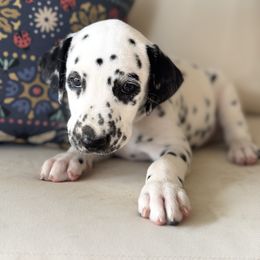 Green collar male - White and black male Dalmatian puppy in Hawkins, Texas from Snow Dalmatians
