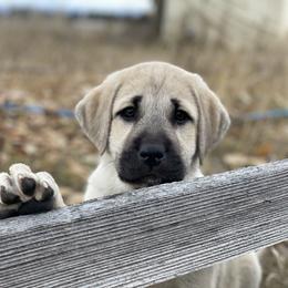 Anatolian Shepherd Dog Puppies from Wild Rooster Family Farm – AKC Anatolian Shepherd Breeder, OFA Health Tested