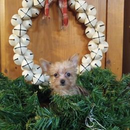 Eddie - Gold male Yorkshire Terrier puppy in Terrell, Texas from Ashley Nicole Ranch
