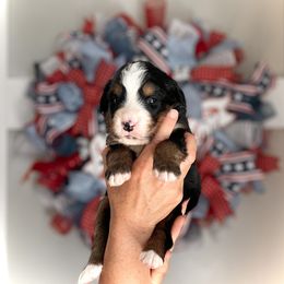 Bernedoodle and Bernese Mountain Dog Puppies from Bernese By Barzees