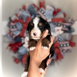 Bernedoodle and Bernese Mountain Dog Puppies from Bernese By Barzees