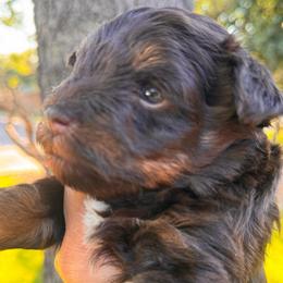 Liver n red girl - Liver female Miniature Schnauzer puppy in Pflugerville, Texas from K&K Precious Tx schnauzers