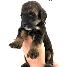 Green Girl - Honeybun - Tri-color female Bernedoodle puppy in Moulton, Alabama from Triple W Doodles