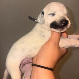 Havoc - White and black male Dalmatian puppy in Toledo, Ohio from Exquisite Dalmatians & Standard Poodles