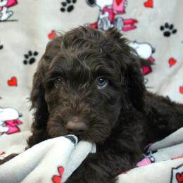 Ravioli - Chocolate male Labradoodle puppy in Lanexa, Virginia from Lees Reach Farm