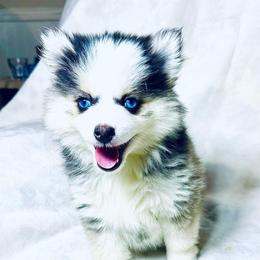 Barbie - Black and white female Pomsky puppy in Rhome, Texas from TyeDye Kennels