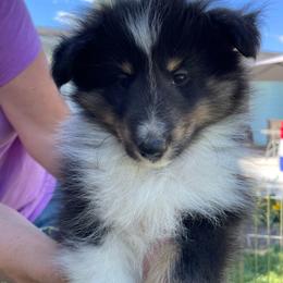 Porsche - Black white and tan female Shetland Sheepdog puppy in Emmett, Idaho from MacGregor Shelties