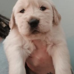 Golden Retriever and Labrador Retriever Puppies from Harvest Moon Farms