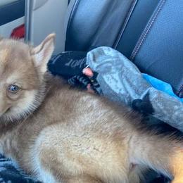 Siberian Huskies from Husky eNVy