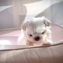 Bliss Jr. - Gold and white male Shih Tzu puppy in Frederick, Maryland from Shih Tzu Puppy in Maryland
