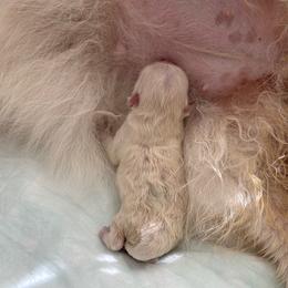 Girl 1 - Cream female Pomeranian puppy in Denver, Colorado from Diana's Pomeranians