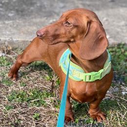 Harmony - Dachshund