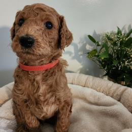 Kio - Red  male Poodle puppy in Spartanburg, South Carolina from Taya's Pups