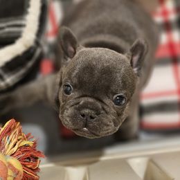 French Bulldog Puppies from BF Frenchie's