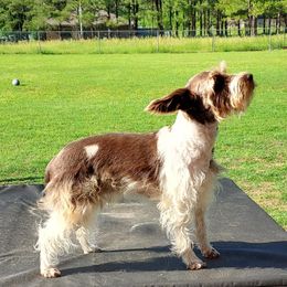 Bella - Miniature Schnauzer