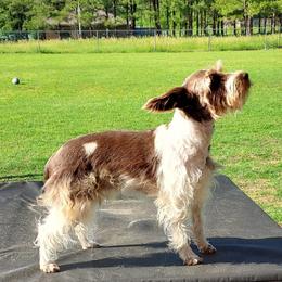 Bella - Miniature Schnauzer