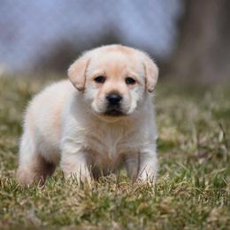 Labrador Retriever Puppies from Jamboree Labradors