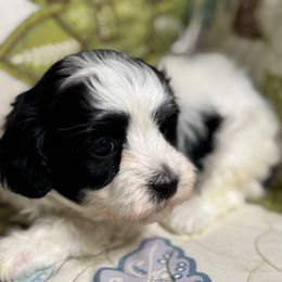 Boy1 061025MC - Black & white male Maltipoo puppy in Bakersfield, California from Silvia's Maltipoos