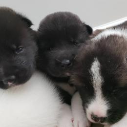Akita Puppies from Georgia Bred Akita Bears
