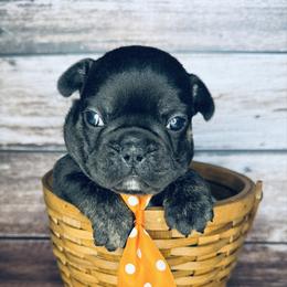 Garlic Pickle - Brindle and white male French Bulldog puppy in Tampa Bay, Florida from Woodpecker Ridge Pups