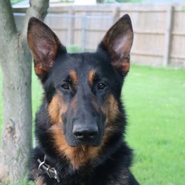 Evanger - German Shepherd