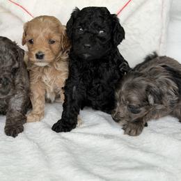Black girl - Black female Goldendoodle puppy in Rush, New York from Care Bear Puppies