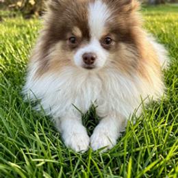 Pomeranians from Simon Pomeranians