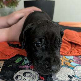 Fiona - Black female Great Dane puppy in Pollock, Louisiana from Danes Done Right