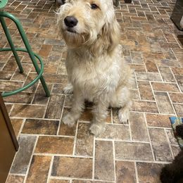 Goldendoodle All Grown Up from Spring Prairie Doodles