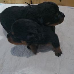 Alden male 1 - Black and mahogany male Rottweiler puppy in Live Oak, Florida from K&R RANCH KENNELS