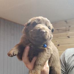 Meatball (Blue) - Liver male German Shepherd puppy in Garrett, Indiana from Devil-Dog Shepherds