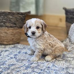Cavapoo and Dachshund Puppies from Barnyard Dachshunds, Dals & Doodles