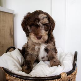 Slate - Goldendoodle