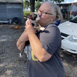 Boston Terrier Puppies from Bonze Boston Terriers