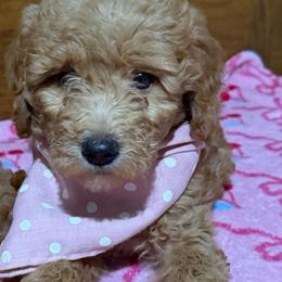 Cleo - Apricot female Goldendoodle puppy in Centralia, Missouri from Oodles Of Doodles Mo.