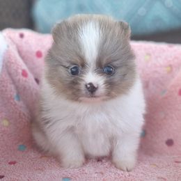 Autumn - Blue merle female Pomeranian puppy in Oologah, Oklahoma from GG's Pomeranians