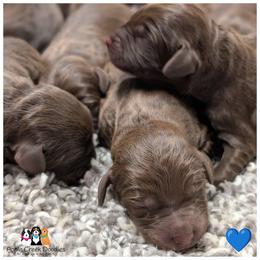 Apple Creek Doodles - F1 Labradoodle puppies. - Chocolate male Labradoodle puppy in Jeddo, Michigan from Apple Creek Doodles