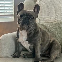 Lucy - French Bulldog