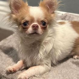 Chihuahua and Pomeranian Puppies from Exotic City Pomeranians