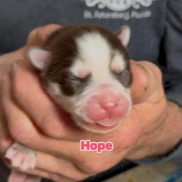 Hope - Red and white female Pomsky puppy in Spring Hill, Florida from PDQ Pomskies