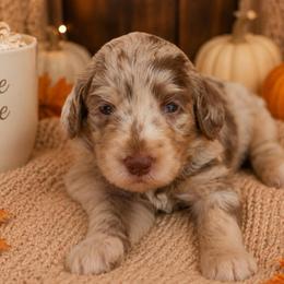 Crème Brûlée - Merle female Bernedoodle puppy in Spartanburg, South Carolina from Southern Magnolia Bernedoodles