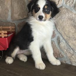 Btf3 - Black tri-color Australian Shepherd puppy in Chehalis, Washington from Wandering Acres Ranch