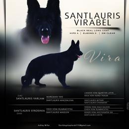 Vira - German Shepherd