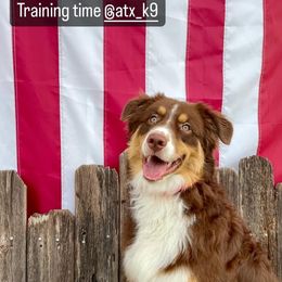 Australian Shepherd Puppies from Janovsky Australian Shepherds- AKC Registered