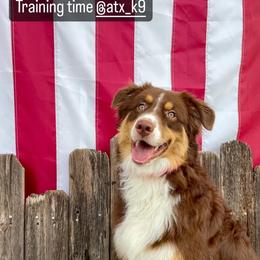 Australian Shepherd Puppies from Janovsky Australian Shepherds- AKC Registered