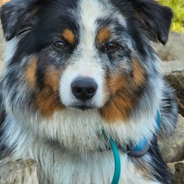 Miniature American Shepherd All Grown Up from Moon Phase Kennel