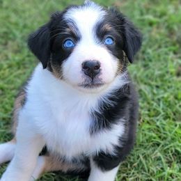Harmony - Australian Shepherd puppy from Kerr Aussies