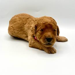 Bellini - Apricot female Goldendoodle puppy in Mount Pleasant, Tennessee from Doodle My Heart